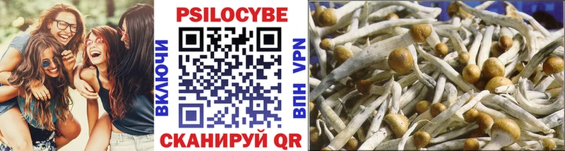 наркошоп  Юрьев-Польский  Галлюциногенные грибы Psilocybe 